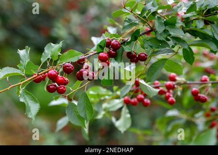 Kirschen auf einem Kirschbaum, Moesbach, Schwarzwald, Ortenau, Baden-Württemberg, Deutschland Stockfoto
