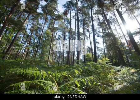 Urwald Darss, Mischkoniferwald mit Unterholz, Nationalpark Vorpommersche Boddenlandschaft, Mecklenburg-Vorpommern, Deutschland Stockfoto