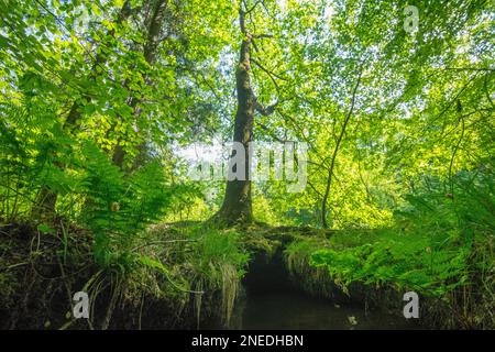 Bach im gemischten Buchenwald (Fagus), grünen Blättern und Farn als Unterholz, Habichtswald (Osnabruecker Huegelland), Deutschland Stockfoto