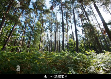 Urwald Darss, Mischkoniferwald mit Unterholz, Nationalpark Vorpommersche Boddenlandschaft, Mecklenburg-Vorpommern, Deutschland Stockfoto