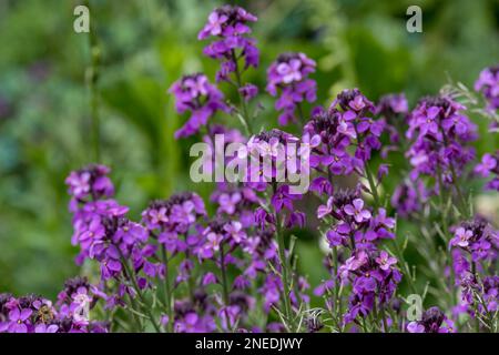 Goldene Lackschüsseln Mauve Stockfoto