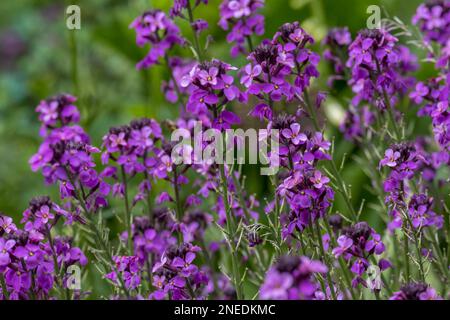 Goldene Lackschüsseln Mauve Stockfoto