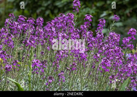 Goldene Lackschüsseln Mauve Stockfoto