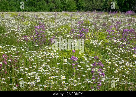 Blumenwiesen mit Margueriten (Leucanthemum) Stockfoto