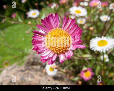 Großbritannien, England, Devon. Ein Hüttengarten. 23. Juni. Nahaufnahme der kleinen Blume des mexikanischen Fleabane (Erigeron karvinskianus). Stockfoto