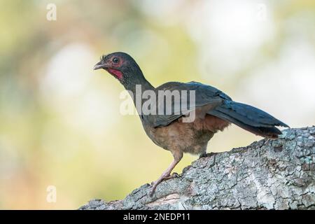 Chaco chachalaca, Ortalis canicollis, alleinstehender Erwachsener auf einem Ast des Baumes, Pantanal, Brasilien Stockfoto