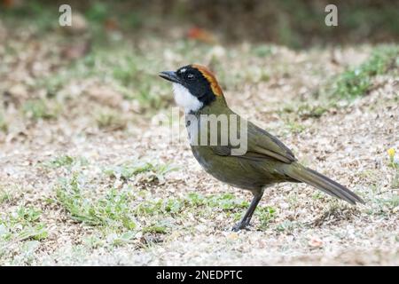 Pinselfink mit Kastanienkappe, Arremon brunneinucha, alleinstehender Erwachsener, der im Regenwald in Costa Rica auf dem Boden steht Stockfoto