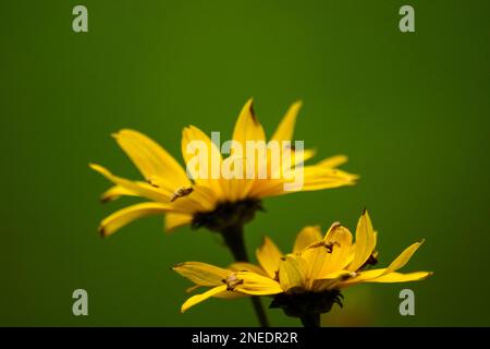 Nahaufnahme der welken gelben Blütenpflanze Stockfoto