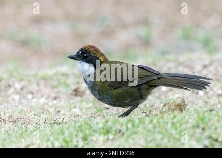 Pinselfink mit Kastanienkappe, Arremon brunneinucha, alleinstehender Erwachsener, der im Regenwald in Costa Rica auf dem Boden steht Stockfoto