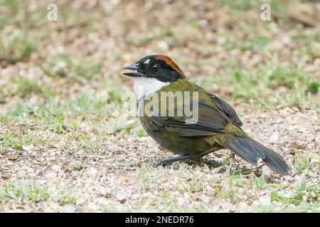 Pinselfink mit Kastanienkappe, Arremon brunneinucha, alleinstehender Erwachsener, der im Regenwald in Costa Rica auf dem Boden steht Stockfoto