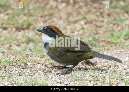 Pinselfink mit Kastanienkappe, Arremon brunneinucha, alleinstehender Erwachsener, der im Regenwald in Costa Rica auf dem Boden steht Stockfoto