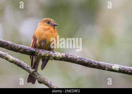 Zimt-Fliegenschnäpper, Pyrrhomyias cinnamomeus, alleinstehender Erwachsener auf einem Ast des Baumes, San Isidro, Ecuador Stockfoto