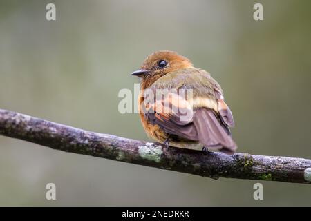 Zimt-Fliegenschnäpper, Pyrrhomyias cinnamomeus, alleinstehender Erwachsener auf einem Ast des Baumes, San Isidro, Ecuador Stockfoto