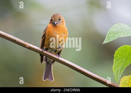 Zimt-Fliegenschnäpper, Pyrrhomyias cinnamomeus, alleinstehender Erwachsener auf einem Ast des Baumes, San Isidro, Ecuador Stockfoto