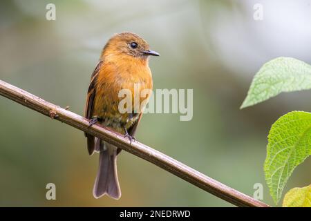 Zimt-Fliegenschnäpper, Pyrrhomyias cinnamomeus, alleinstehender Erwachsener auf einem Ast des Baumes, San Isidro, Ecuador Stockfoto