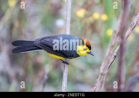 Einsamer Weißer oder einsamer Rotbart, Myioborus torquatus, Singer, hoch oben im Baum, Costa Rica Stockfoto