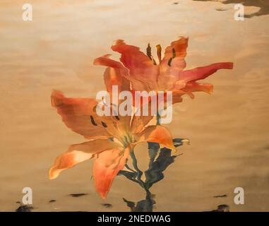 Impressionistischer Blick auf pinkfarbene und weiße Stargazer-Lilien Stockfoto