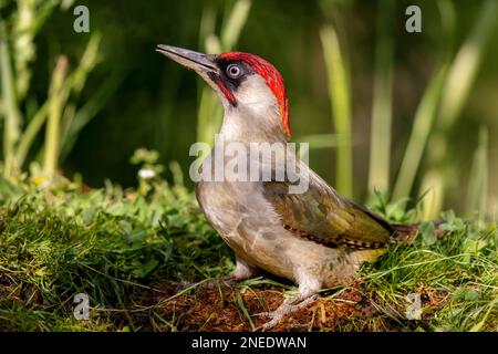 Europäischer grüner Specht (Picus viridis), der im Frühjahr an einem Teich sitzt. Stockfoto