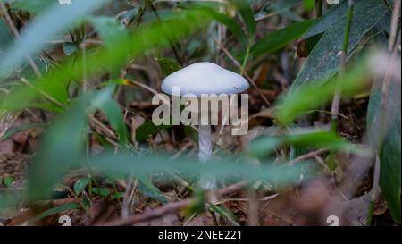 Ein weißer Pilz unter Bambus in einem Bergpark in Japan. Stockfoto