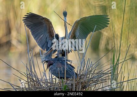 Purpurreiher, Purpurreiher (Ardea purpurea) auf ihrem Nest in der Rasse, Wildtiere, Deutschland Stockfoto