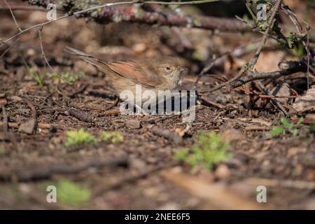 Gemeiner Weißer Hals, sylvia communis, weiblich auf dem Boden im Sommer, aus der Nähe Stockfoto