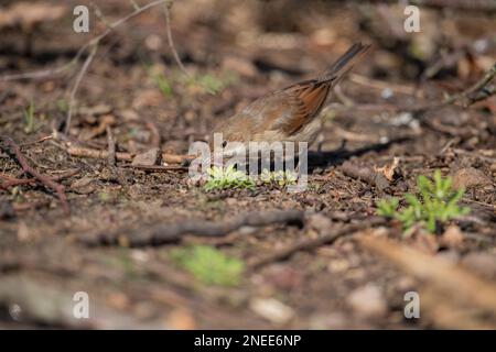 Gemeiner Weißer Hals, sylvia communis, weiblich auf dem Boden im Sommer, aus der Nähe Stockfoto