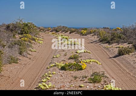 Fahrbahn in den Flowers 11409 Stockfoto