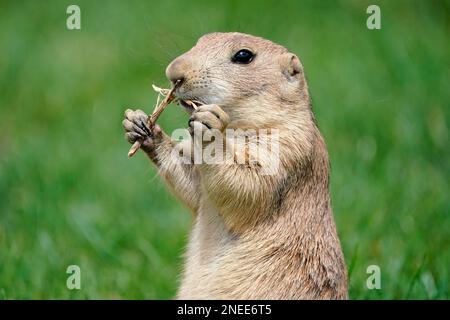 Schwarzschwanz-Präriehund (Cynomy ludovicianus), Deutschland Stockfoto