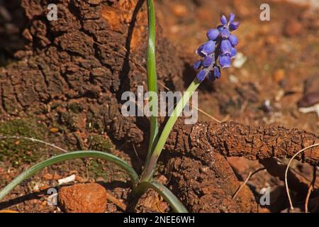 Traubenhyazinthen (Muscari armeniacum) 6578 Stockfoto