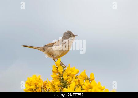 Gemeiner Weißer Hals, sylvia communis, männlich, hoch oben auf einem Ast im Frühling Stockfoto