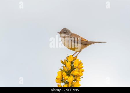 Gemeiner Weißer Hals, sylvia communis, männlich, hoch oben auf einem Ast im Frühling Stockfoto