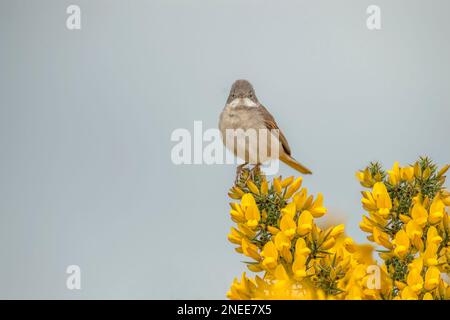 Gemeiner Weißer Hals, sylvia communis, männlich, hoch oben auf einem Ast im Frühling Stockfoto