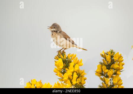 Gemeiner Weißer Hals, sylvia communis, männlich, hoch oben auf einem Ast im Frühling Stockfoto