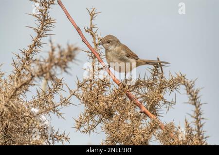 Gewöhnlicher Weißer Hals, sylvia communis, weiblich hoch oben auf einem Ast im Sommer, aus der Nähe Stockfoto