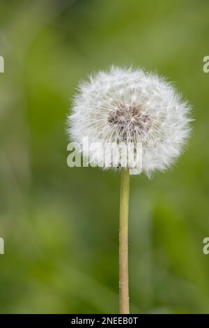 Nahaufnahme eines Löwenzahn (Taraxacum) Samenkopfes in einem Feld nahe East Grinstead Stockfoto