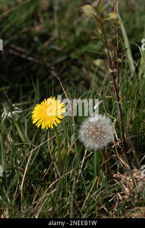 Nahaufnahme einer Löwenzahn-Blume (Taraxacum) und Samen Kopf in Ein Feld in der Nähe von East Grinstead Stockfoto