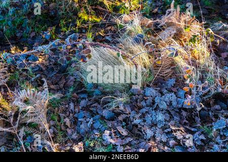 Frosty Pflanzen bei chailey Naturschutzgebiet in East Sussex Stockfoto