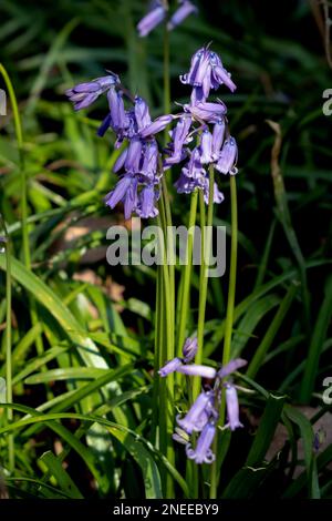 Ein Klumpen Bluebells blühend in der Frühlingssonne Stockfoto