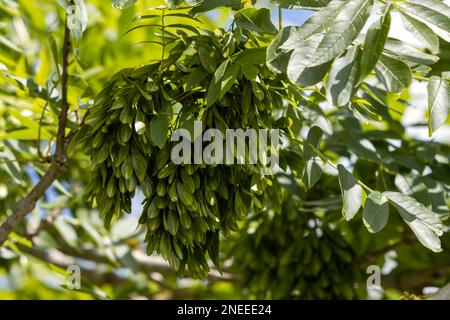 Die unreifen Früchte und Blätter der Gemeinen Asche oder der Europäischen Asche (Fraxinus excelsior) Stockfoto