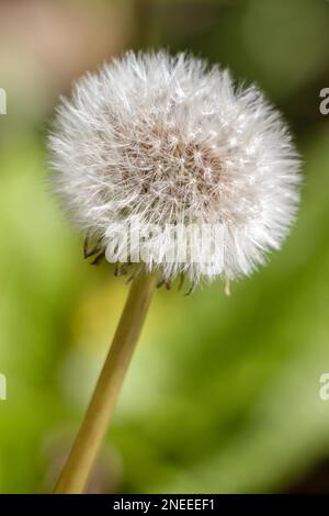 Nahaufnahme eines Löwenzahn (Taraxacum) Samenkopfes in einem Feld nahe East Grinstead Stockfoto