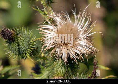 Marsh Thistle (Cirsium palustre) gehen, um im Sommer Samen Stockfoto