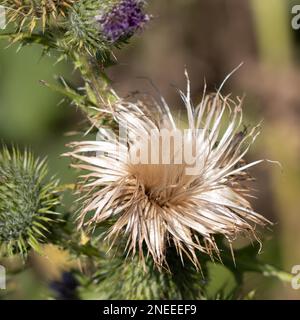 Marsh Thistle (Cirsium palustre) gehen, um im Sommer Samen Stockfoto