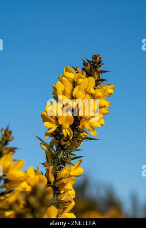 Ginster blühen An einem frostigen sonnigen Tag an chailey Naturschutzgebiet in East Sussex Stockfoto