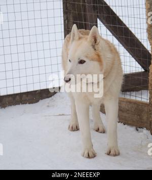 Erwachsene sibirische hellrote Farbe mit braunen Augen und Schokoladennase steht im Winter im Vogelkäfig mit traurigem Maulkorb im Schnee. Hundehütte mit nördlichem Schlittenhund Stockfoto