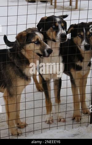 Hundehütte mit nördlichen Schlittenhunden. Konzept eines Schutzzimmers für verlorene, ungewollte Haustiere, die auf ihre Adoption warten. Drei blauäugige Teenager Alaska Husky Welpen stehen in s Stockfoto