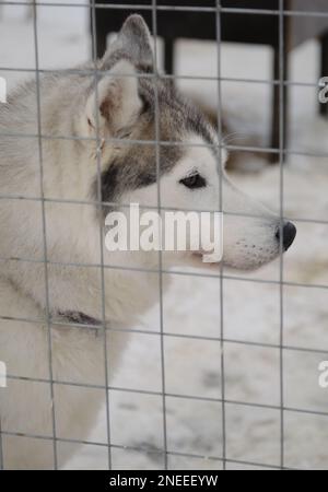 Porträt im Profil hinter dem Zaun. Sibirische kräftige graue Farbe mit braunen Augen und schwarzer Nase steht in einer Schneeflugstätte mit traurigem Maulkorb. Hundehütte aus dem Norden Stockfoto