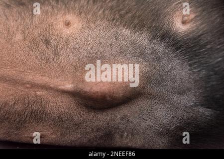 Nabelhernien im Hundenahtbild Stockfoto