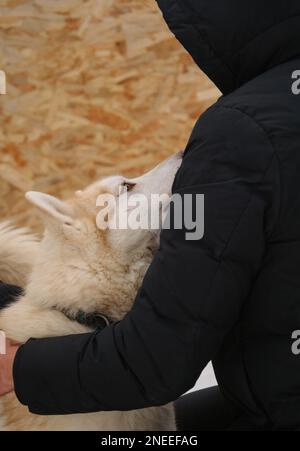 Konzept-Adoptivhund aus dem Heim. Erwachsene sibirische hellrote Farbe sieht die Person an und möchte spazieren gehen. Liebe und Zärtlichkeit des Haustiers gegenüber dem Besitzer. Imper Stockfoto