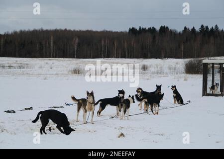 Ein Team von Mestizo-Sporthunden setzt sich im Winter vor dem Training im Gurtzeug an die Kette. Alaska Husky Kennel ist ein starker und robuster Mischhund. Stockfoto