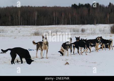 Ein Team von Mestizo-Sporthunden setzt sich im Winter vor dem Training im Gurtzeug an die Kette. Alaska Husky Kennel ist ein starker und robuster Mischhund. Stockfoto